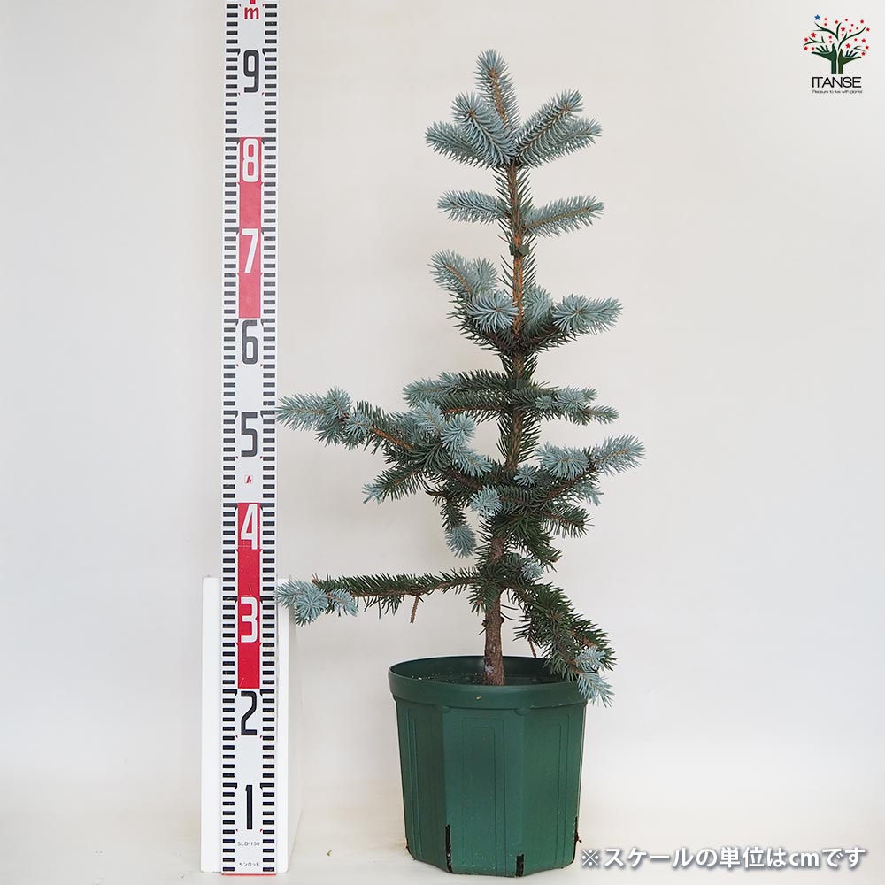 ピセア プンゲンス ホプシー 【花木苗 8号／1個売り】