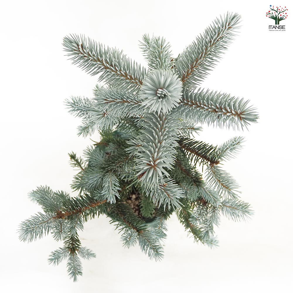 ホプシー8号 ピセア プンゲンス ホプシー 【花木苗 8号／1個売り】｜ 【植物