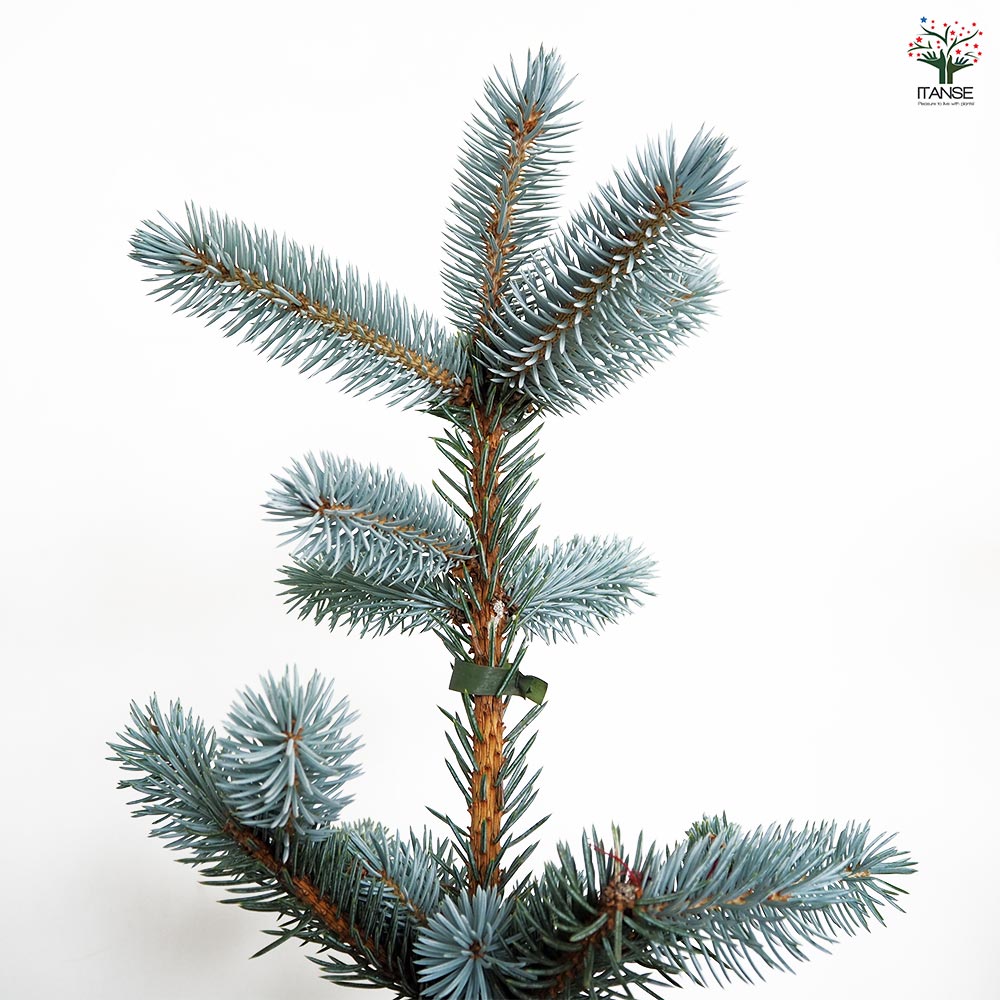 ピセア プンゲンストウヒ ホプシー：剪定枝 軽トラ可 280cm