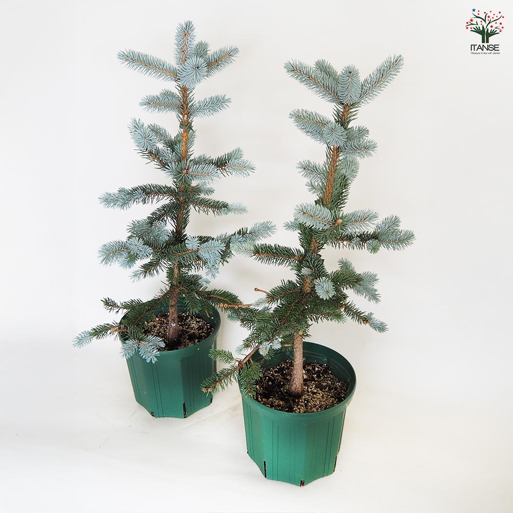 ホプシー8号 ピセア プンゲンス ホプシー 【花木苗 8号／1個売り】｜ 【植物