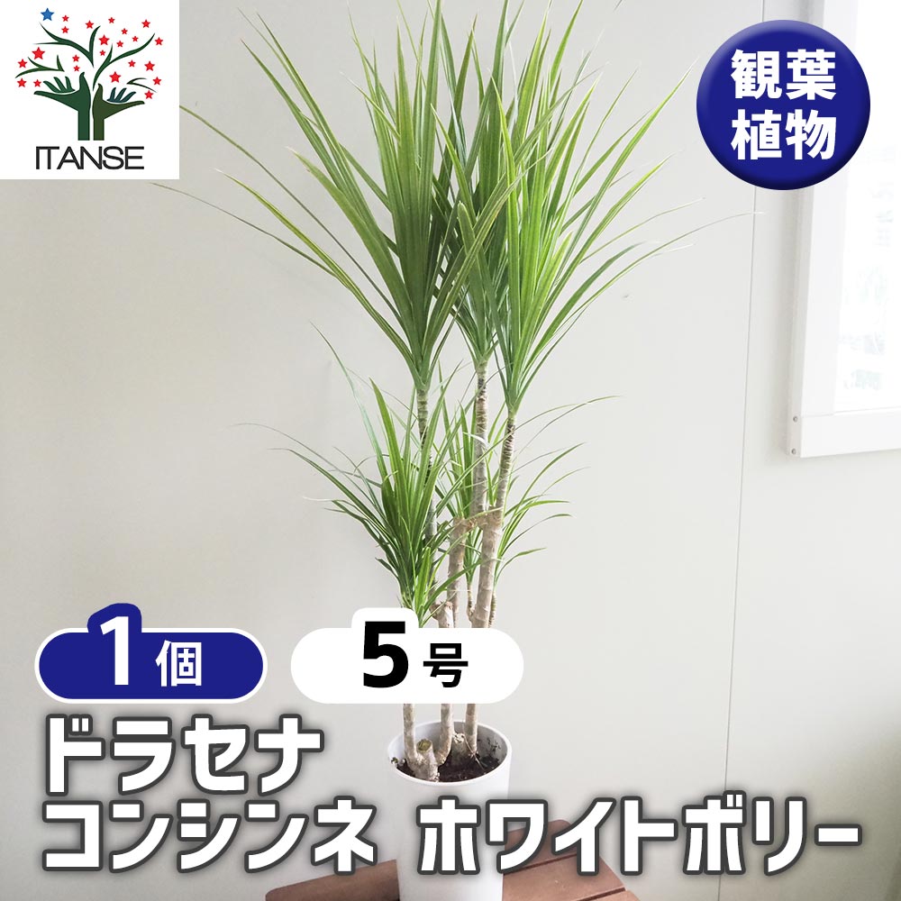 ドラセナ コンシンネ ホワイトボリー 【観葉植物 5号／1個売り