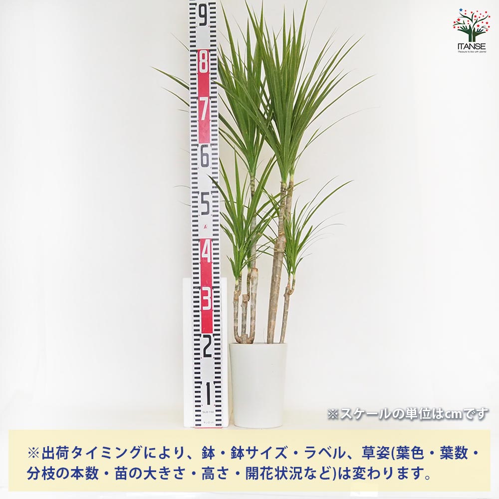 ドラセナ コンシンネ ホワイトボリー 【観葉植物 5号/1個売り】