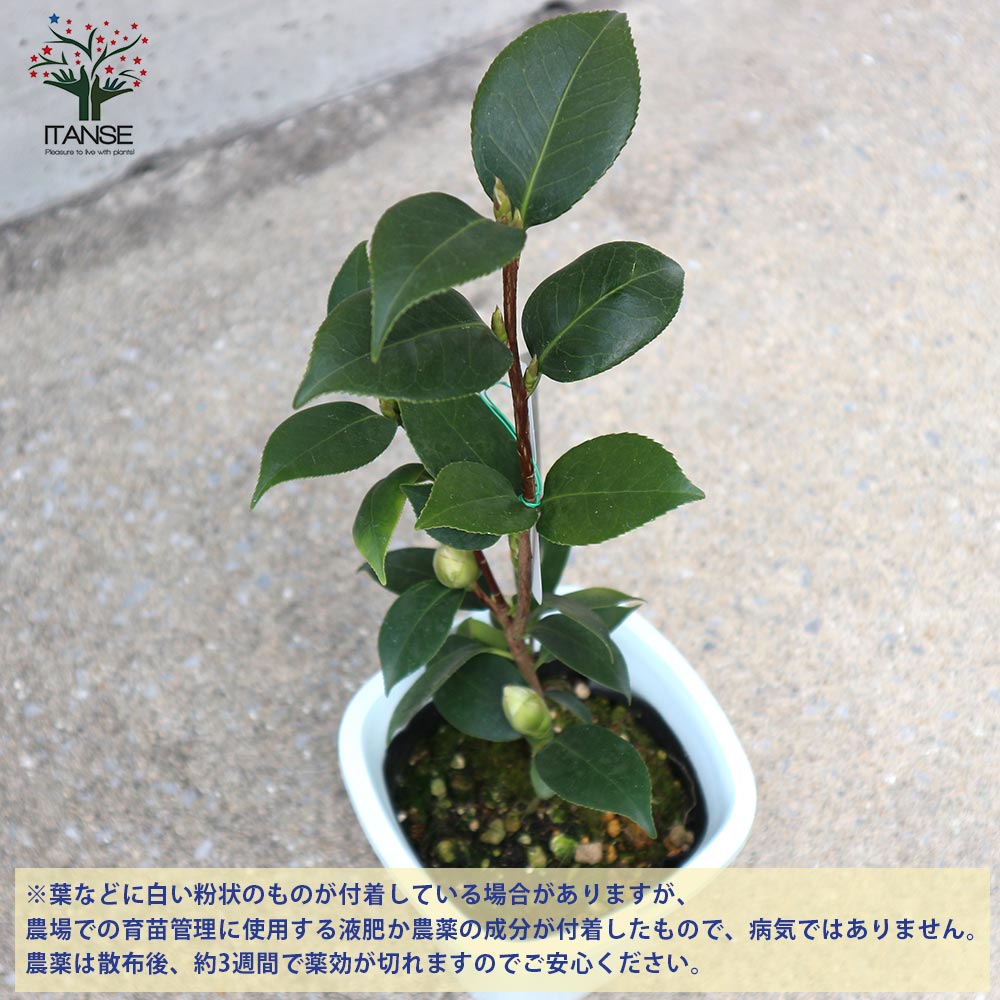 椿 桃太郎(ももたろう) 【庭木 4～4.5号鉢／1個売り】