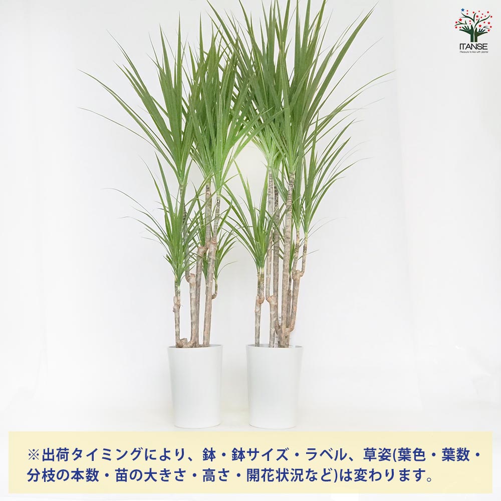 ドラセナ コンシンネ ホワイトボリー 【観葉植物 5号／1個売り