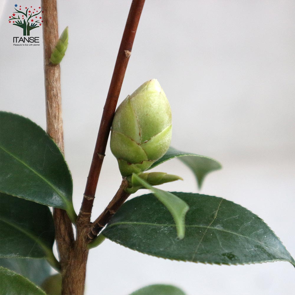 椿 桃太郎(ももたろう) 【庭木 4～4.5号鉢／1個売り】