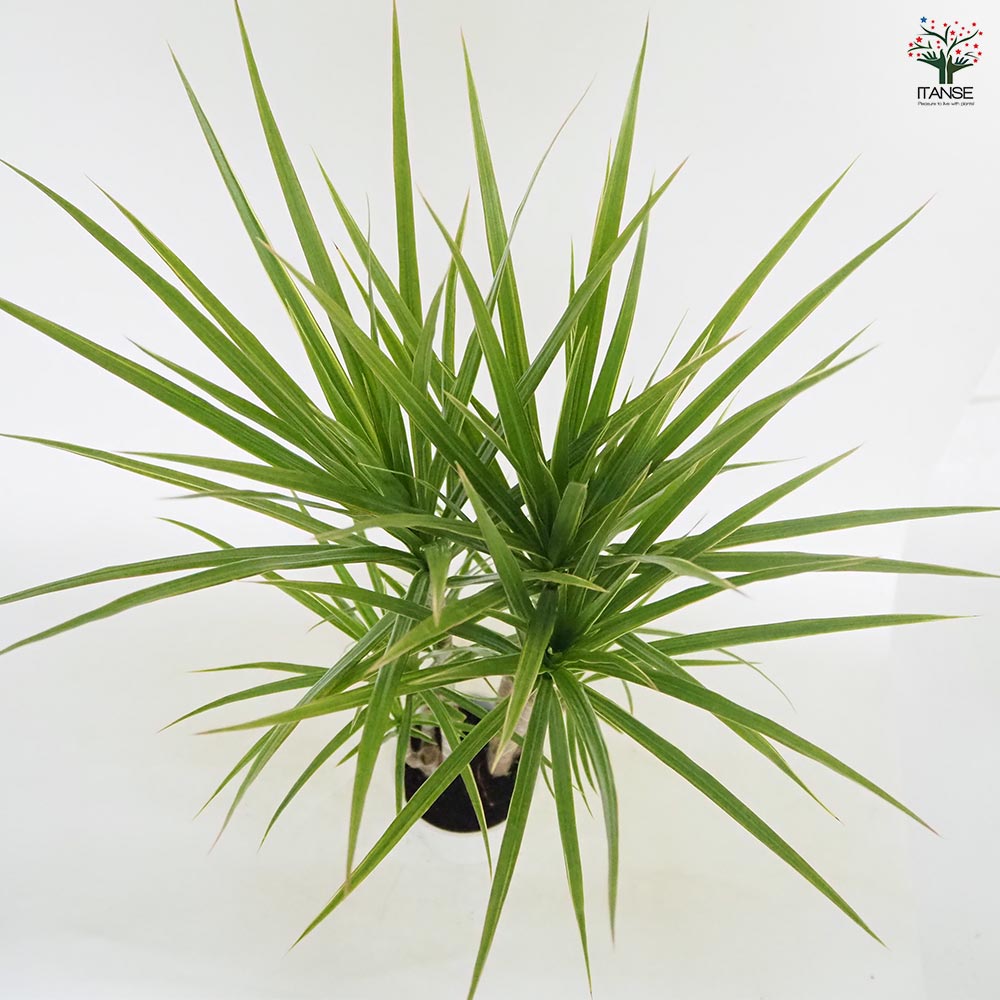 ドラセナ コンシンネ ホワイトボリー 【観葉植物 5号／1個売り