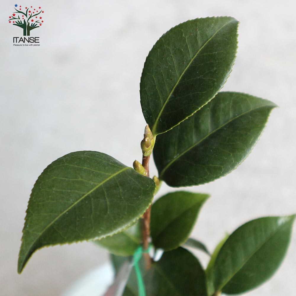 椿 桃太郎(ももたろう) 【庭木 4～4.5号鉢／1個売り】