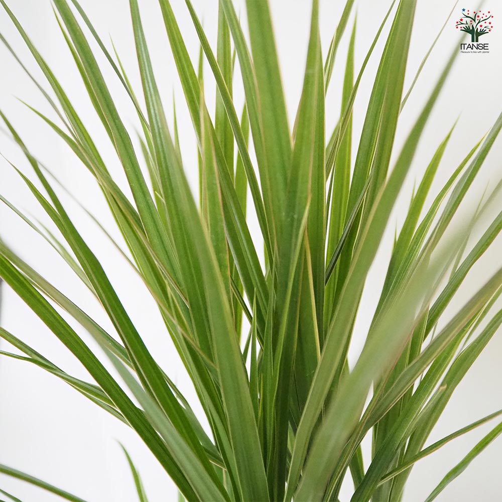 ドラセナ コンシンネ ホワイトボリー 【観葉植物 5号/1個売り】