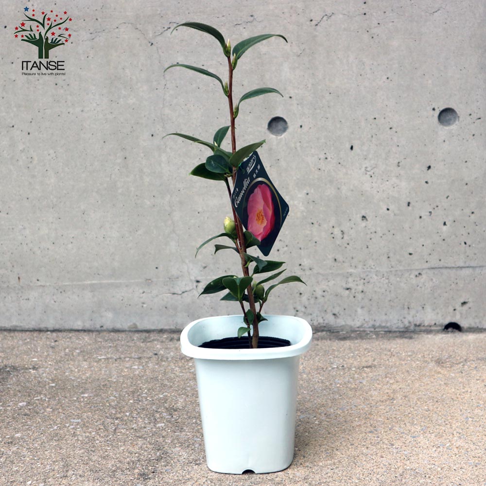 椿 桃太郎(ももたろう) 【庭木 4～4.5号鉢／1個売り】