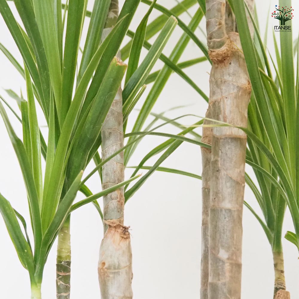 ドラセナ コンシンネ ホワイトボリー 【観葉植物 5号／1個売り