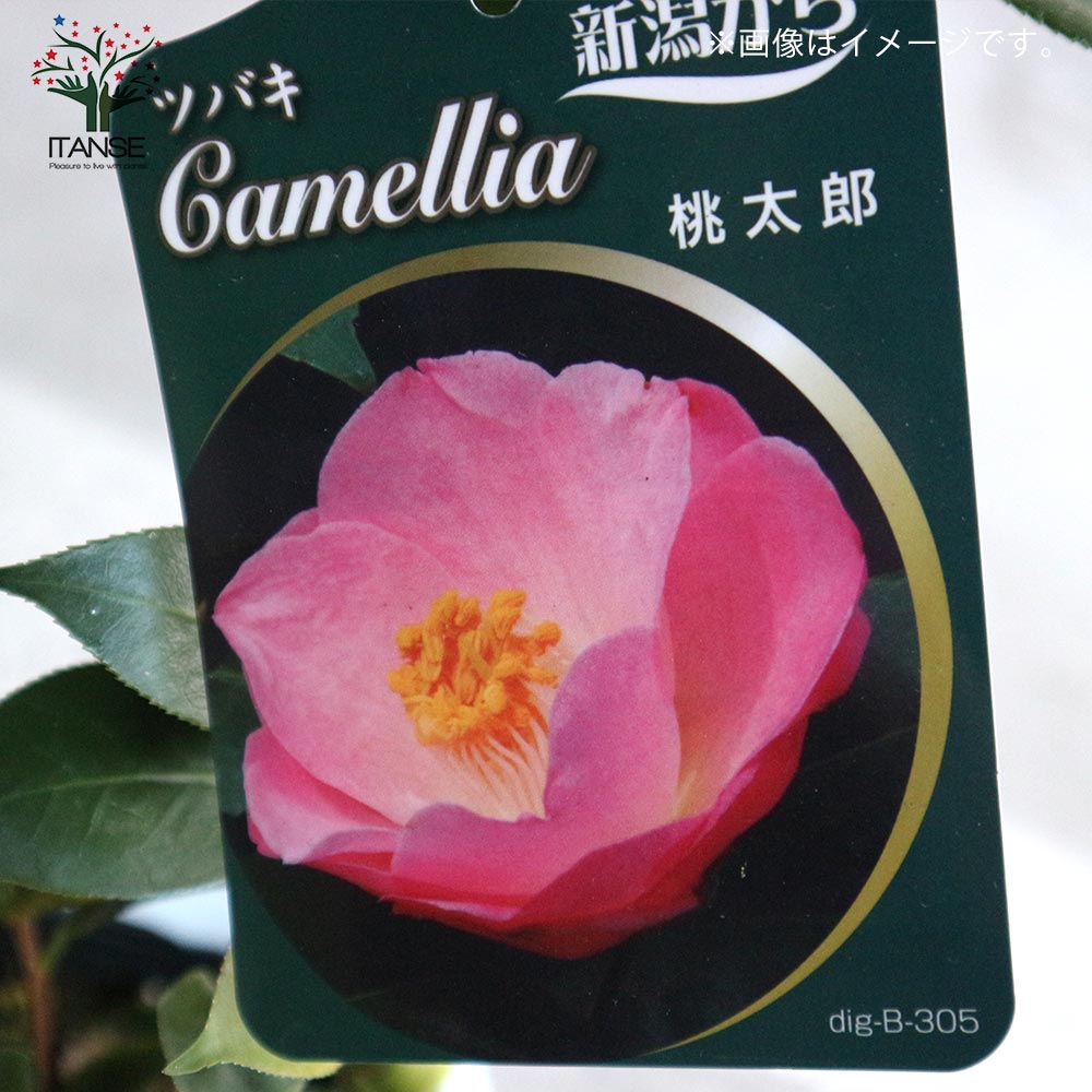 椿 桃太郎(ももたろう) 【庭木 4～4.5号鉢／1個売り】