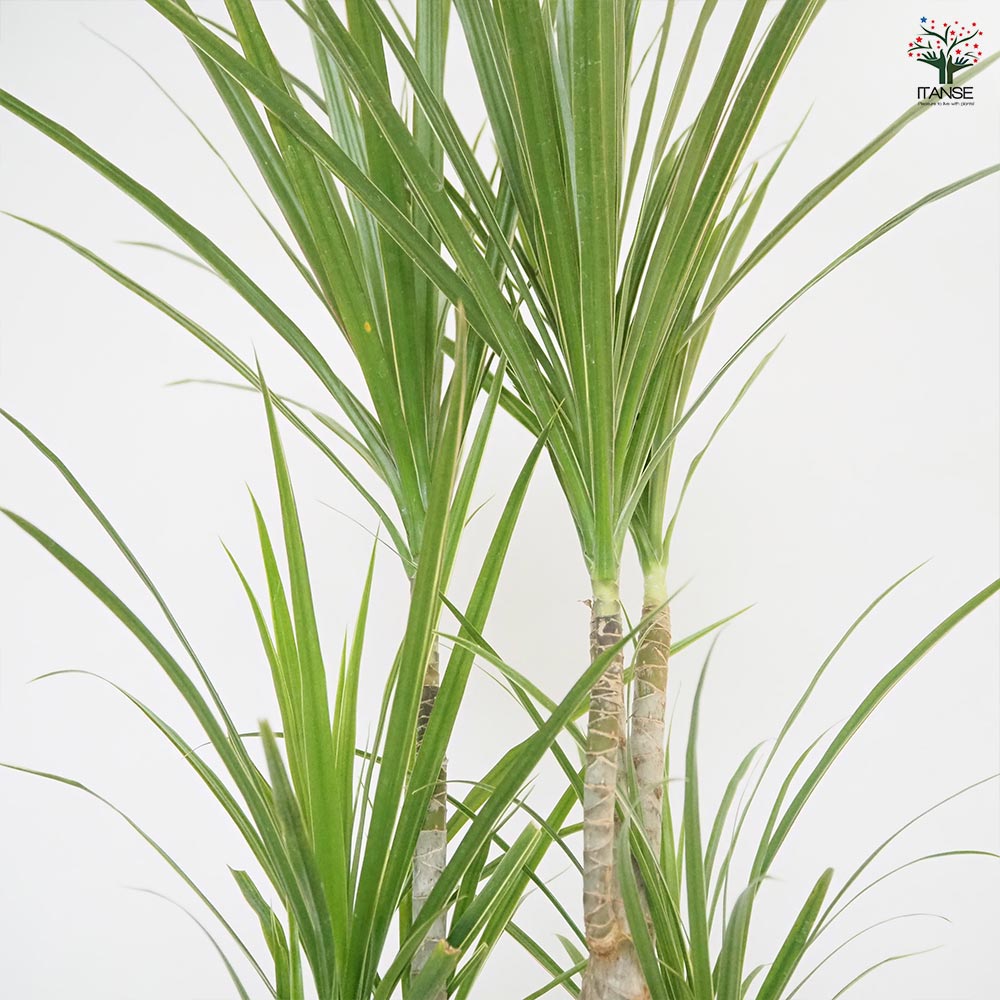 ドラセナ コンシンネ ホワイトボリー 【観葉植物 5号/1個売り】