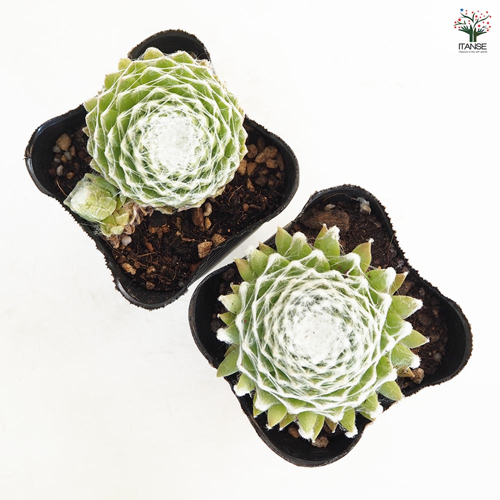 センペルビウム ワルシャワ 【多肉植物 3号】｜ 【植物のITANSE