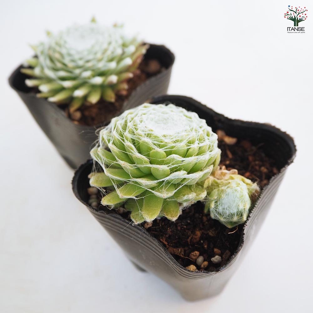 センペルビウム ワルシャワ 【多肉植物 3号】｜ 【植物のITANSE