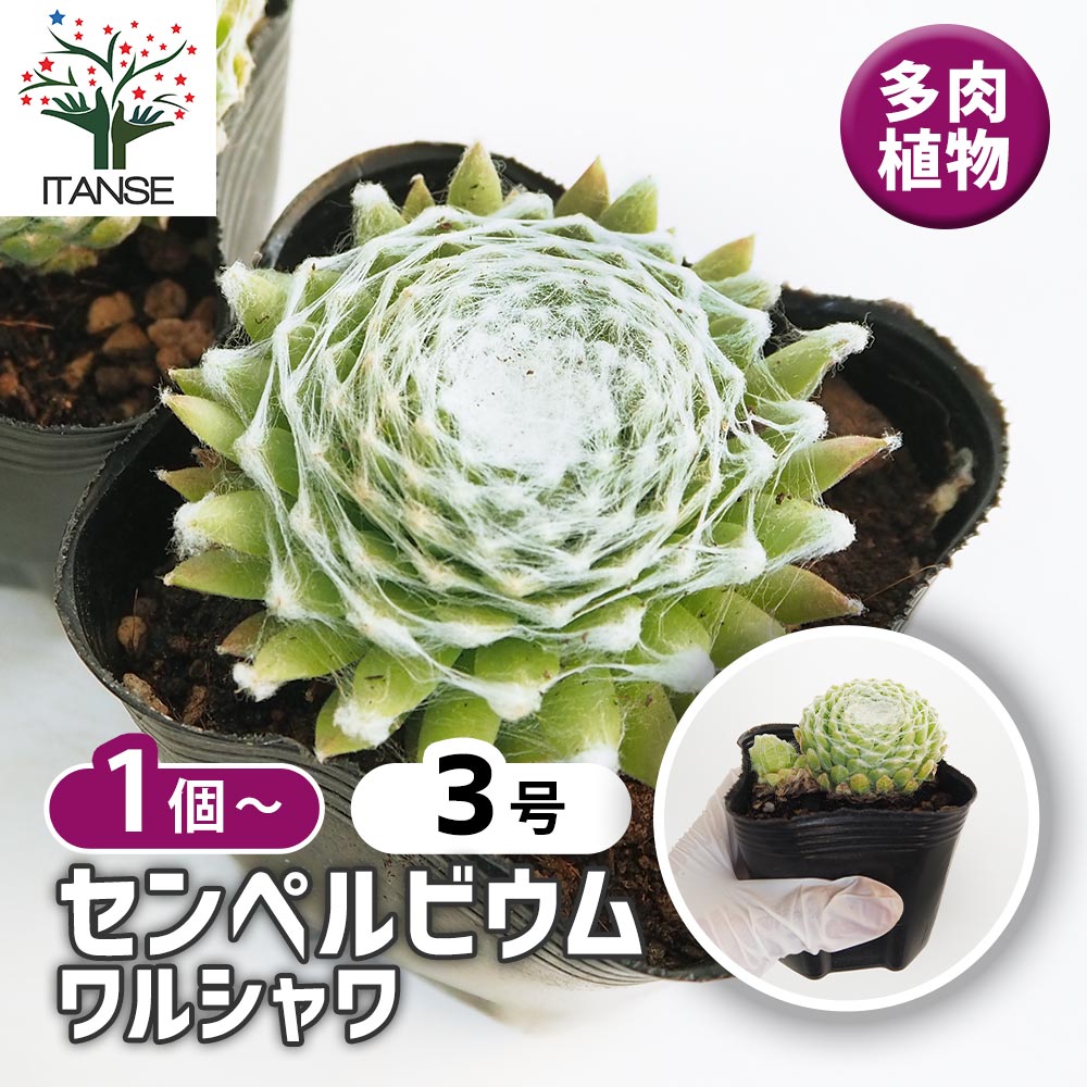 センペルビウム ワルシャワ 【多肉植物 3号】｜ 【植物のITANSE