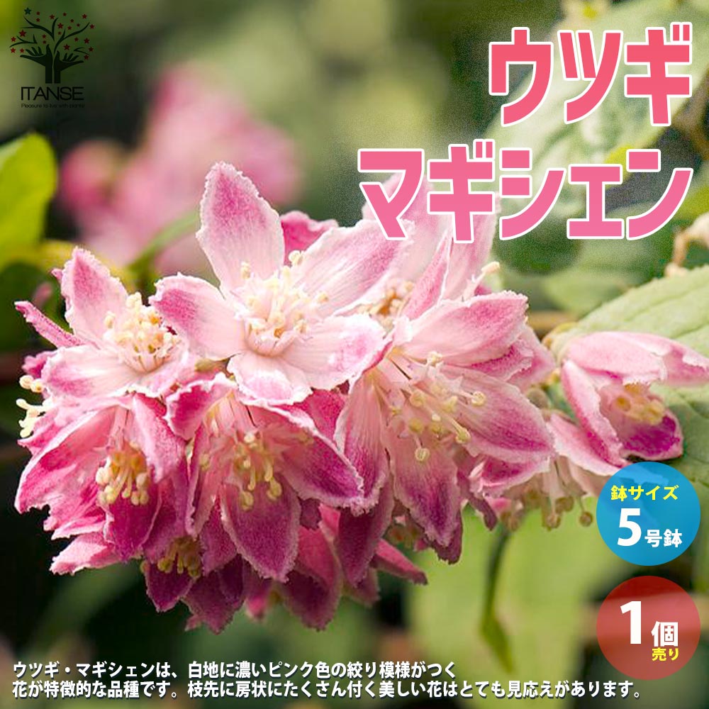 ウツギ・マギシェン 【庭木 5号鉢／1個売り】｜ 【植物のITANSE