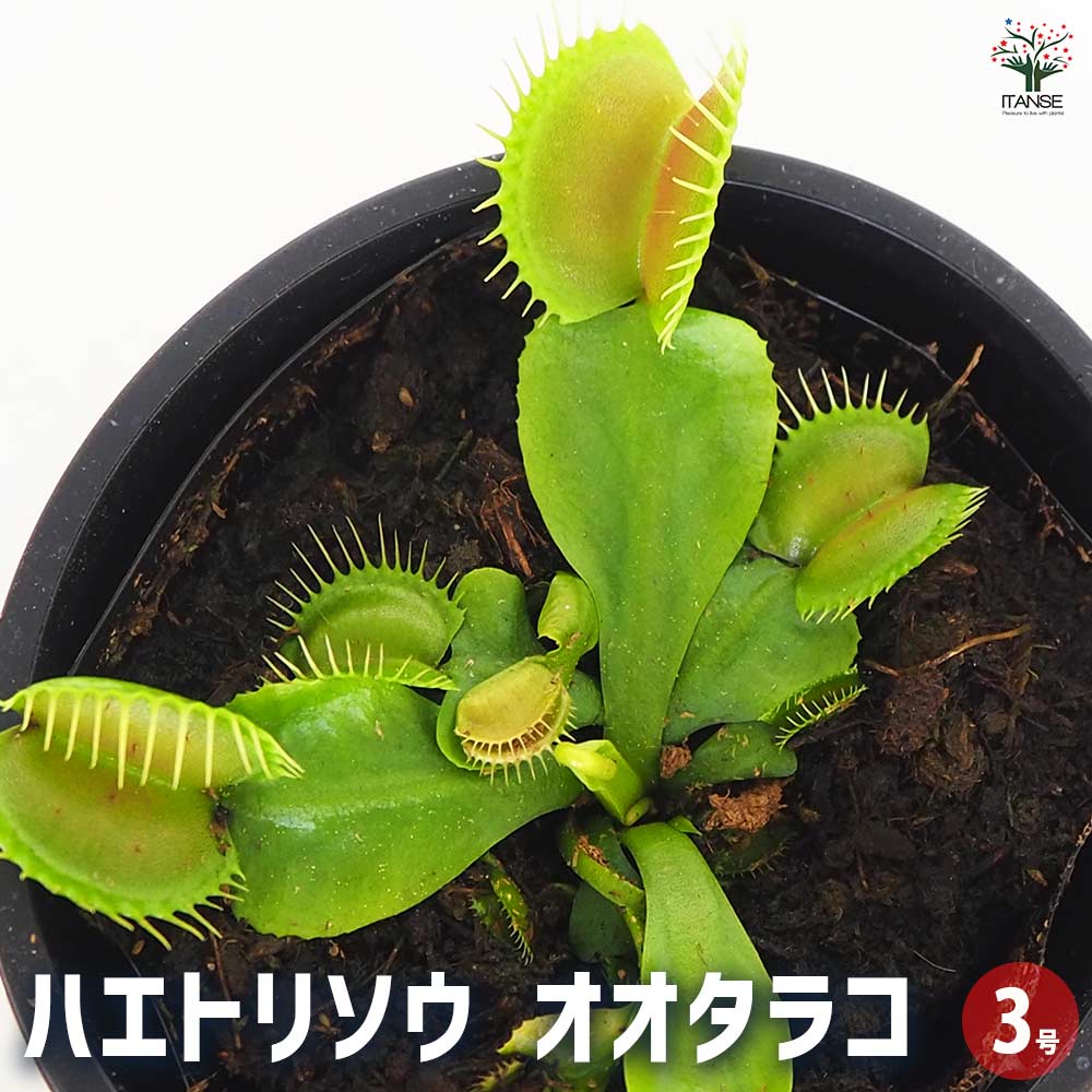 4月21日入荷】食虫植物 ハエ取り草 オオタラコ 【観葉植物 3号／1個