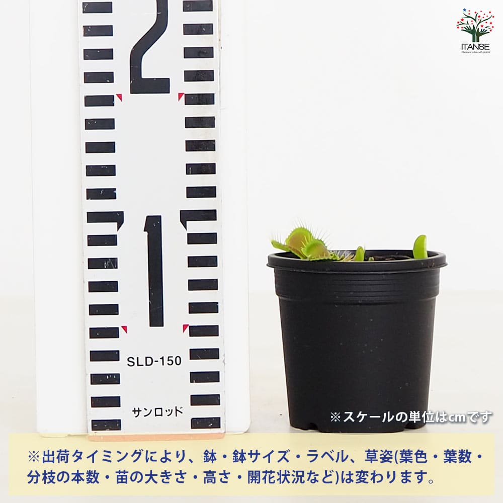 食虫植物 ハエ取り草 オオタラコ 【観葉植物 3号/1個売り】