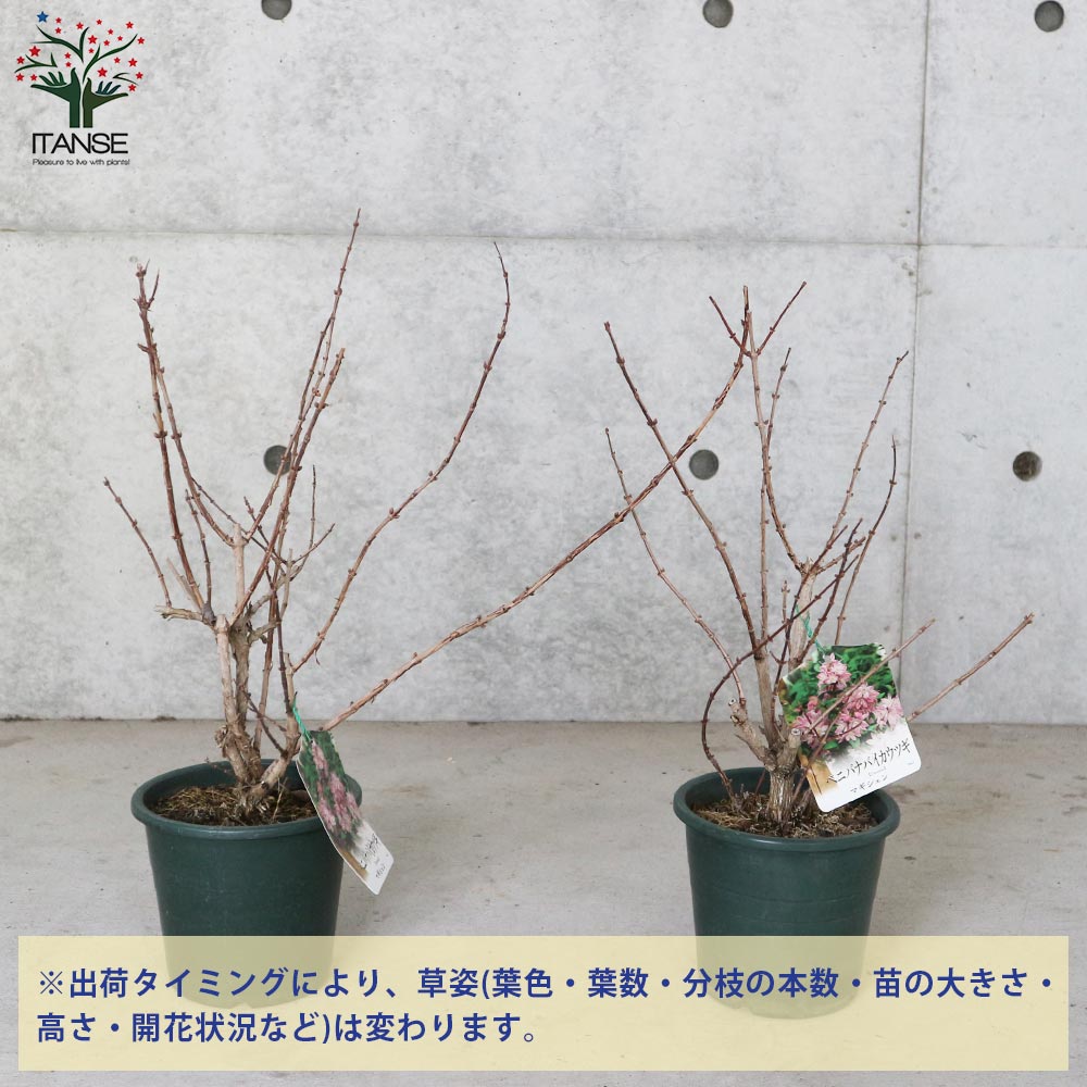 ウツギ・マギシェン 【庭木 5号鉢／1個売り】｜ 【植物のITANSE 