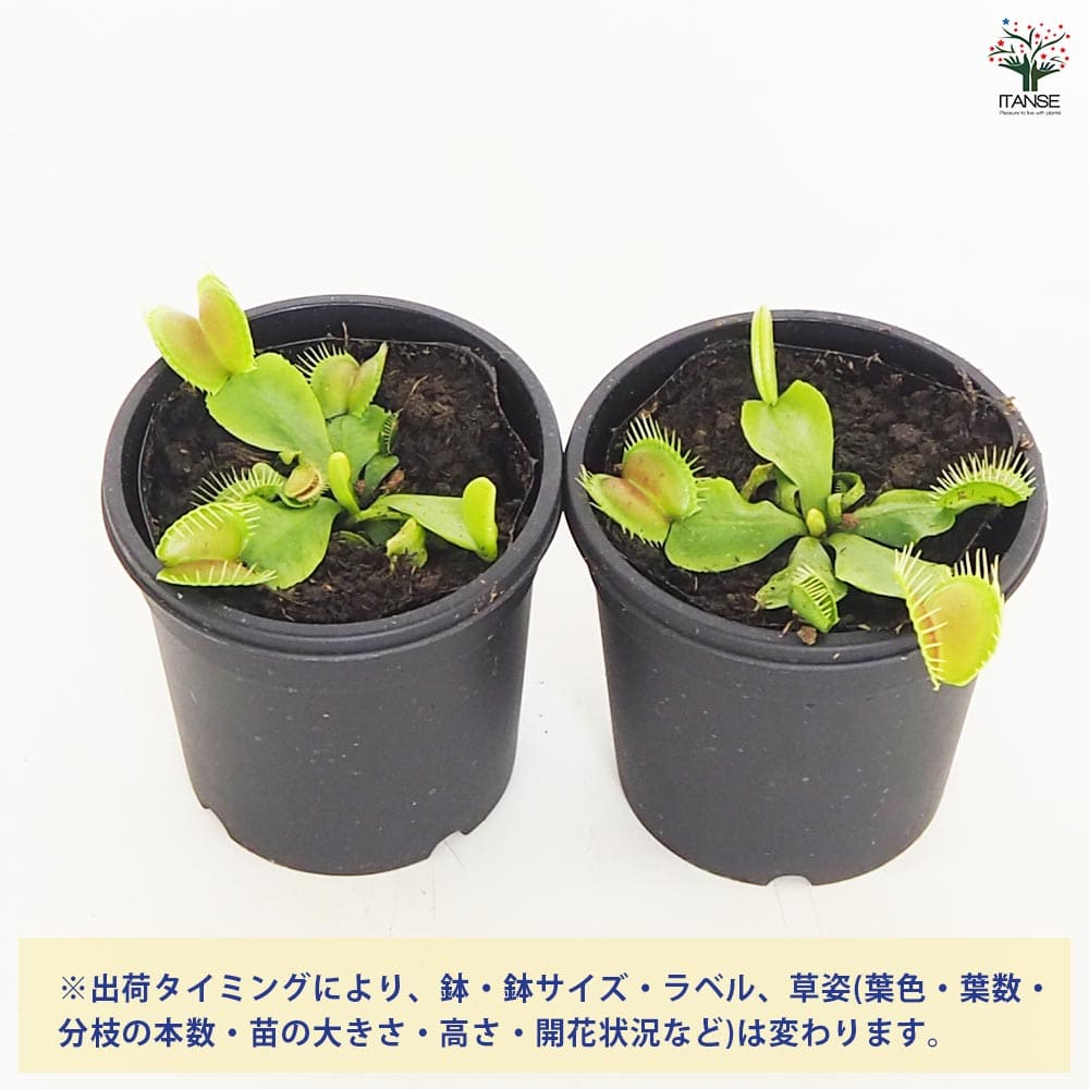 4月21日入荷】食虫植物 ハエ取り草 オオタラコ 【観葉植物 3号／1個