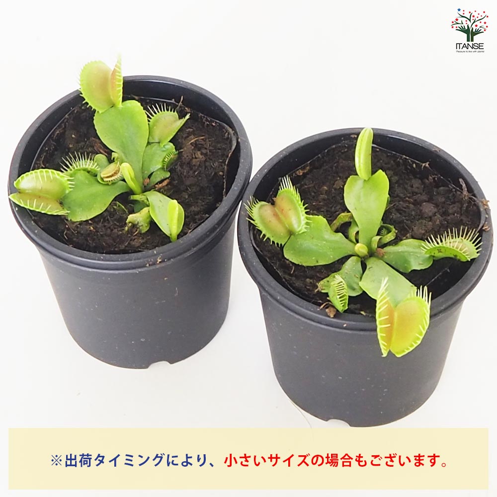 4月21日入荷】食虫植物 ハエ取り草 オオタラコ 【観葉植物 3号／1個