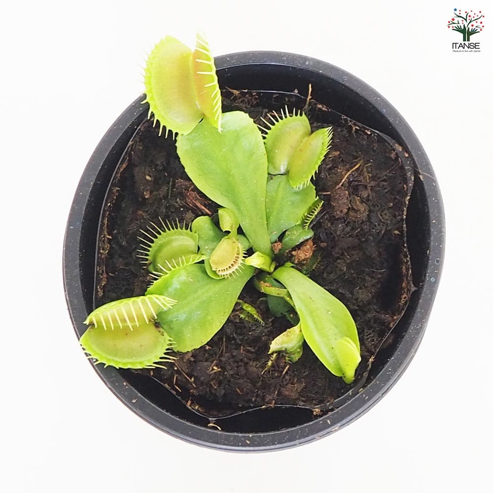 食虫植物 ハエ取り草 オオタラコ 【観葉植物 3号/1個売り】