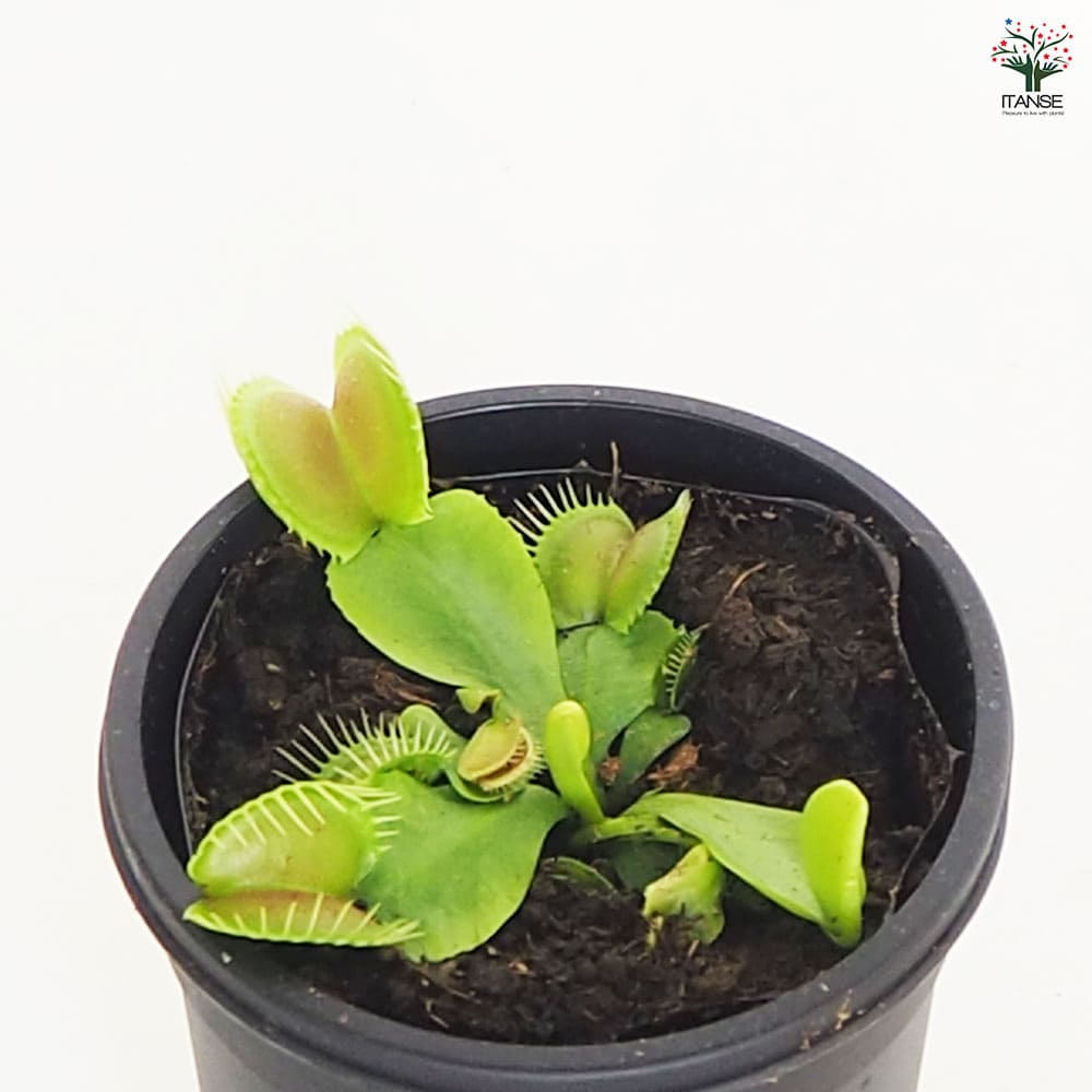 食虫植物 ハエ取り草 オオタラコ 【観葉植物 3号／1個売り】｜ 【植物