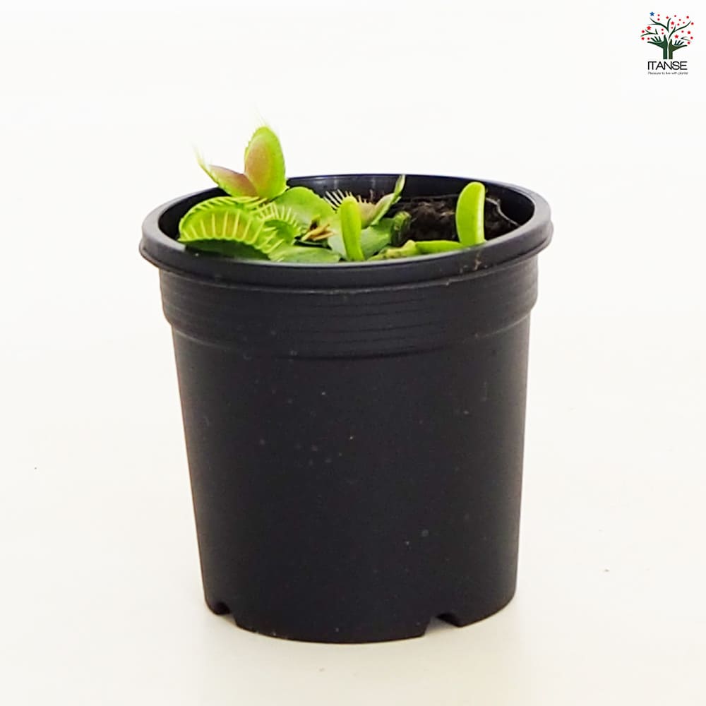 食虫植物 ハエ取り草 オオタラコ 【観葉植物 3号/1個売り】