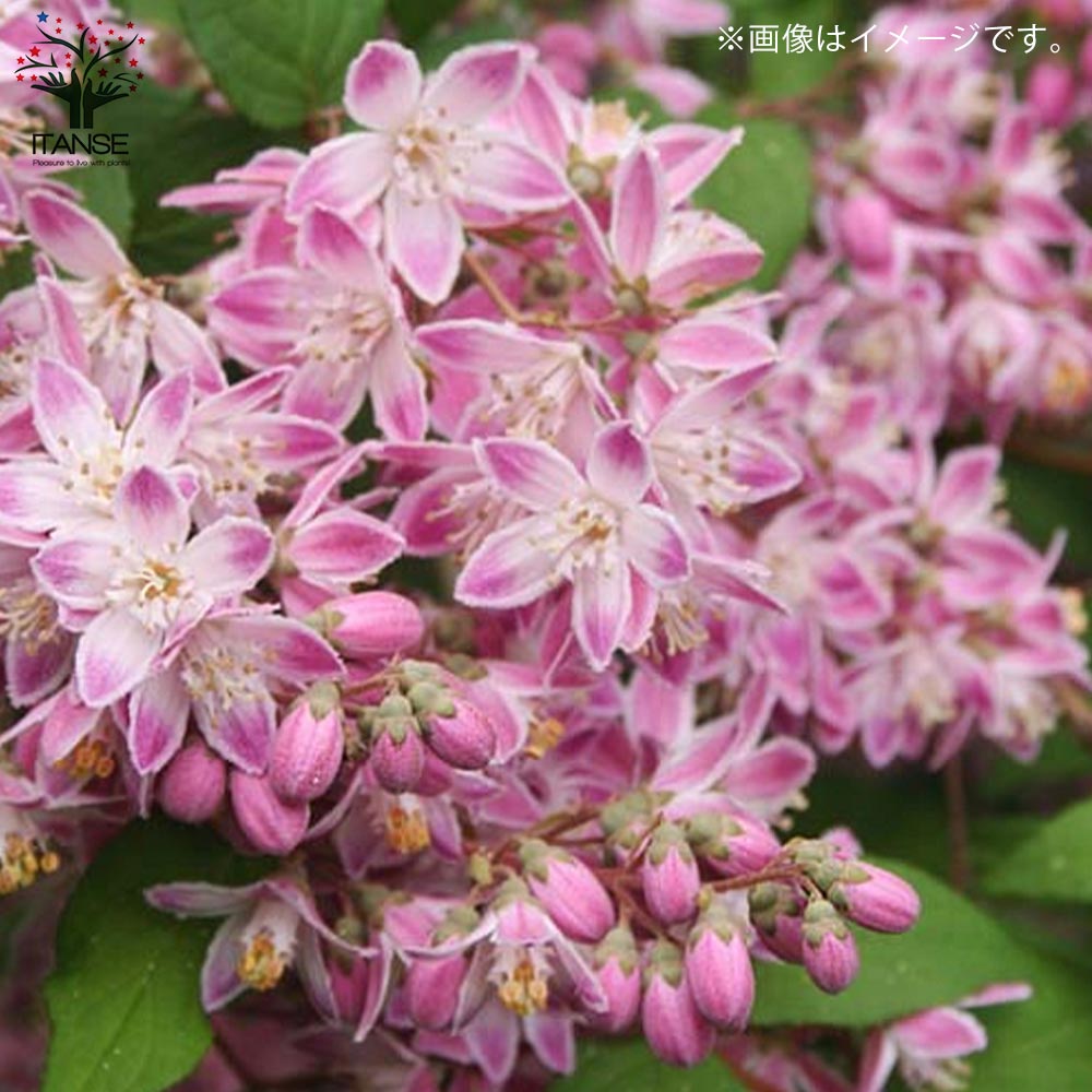 ウツギ・マギシェン 【庭木 5号鉢／1個売り】｜ 【植物のITANSE 