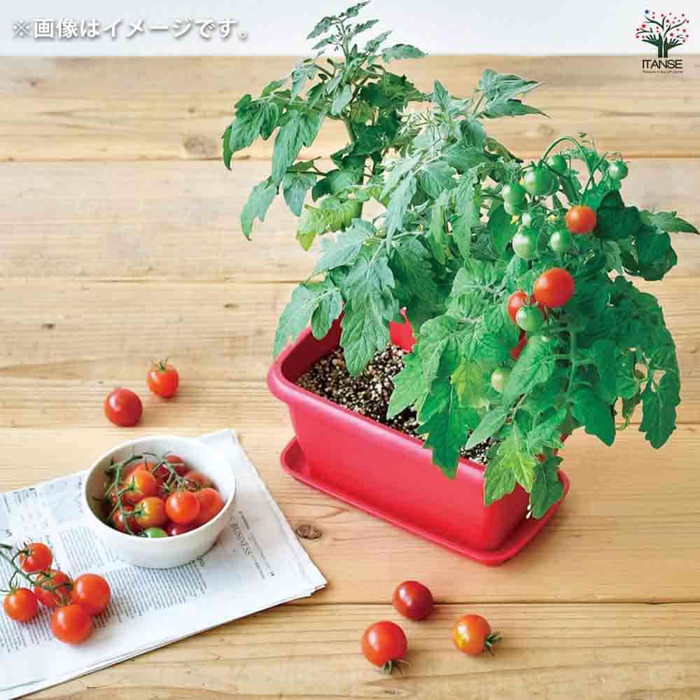 栽培セット エンジョイPベジ ミニトマト 【1個売り】｜ 【植物の