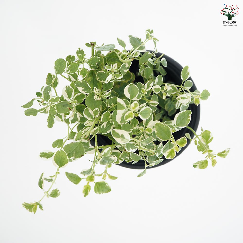 オレガノ バリエガータ2個～ 【ハーブの苗 3.5号】