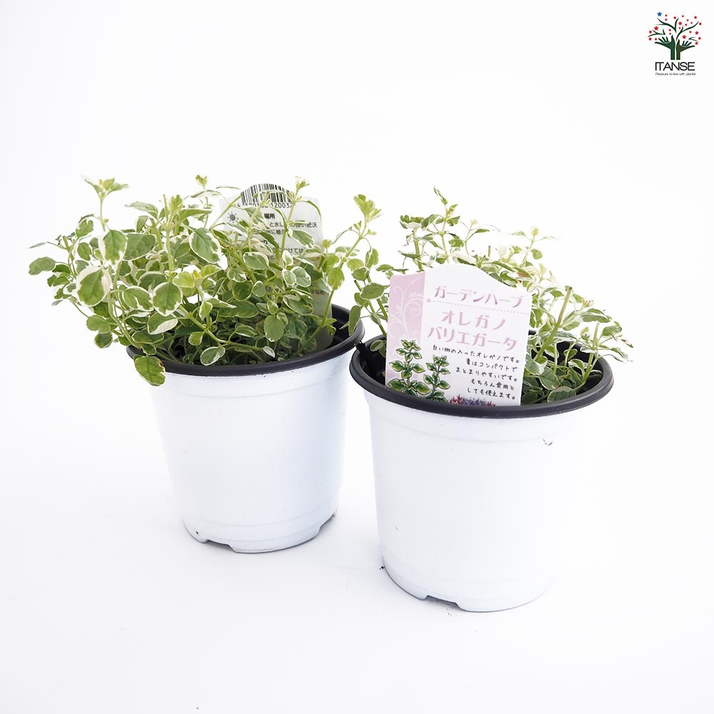 オレガノ バリエガータ2個～ 【ハーブの苗 3.5号】