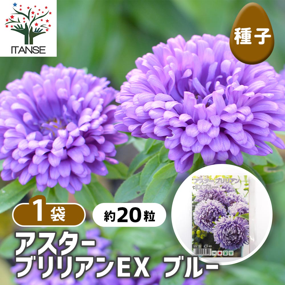 種子 アスター ブリリアンEX ブルー  【 約20粒／1袋売り】