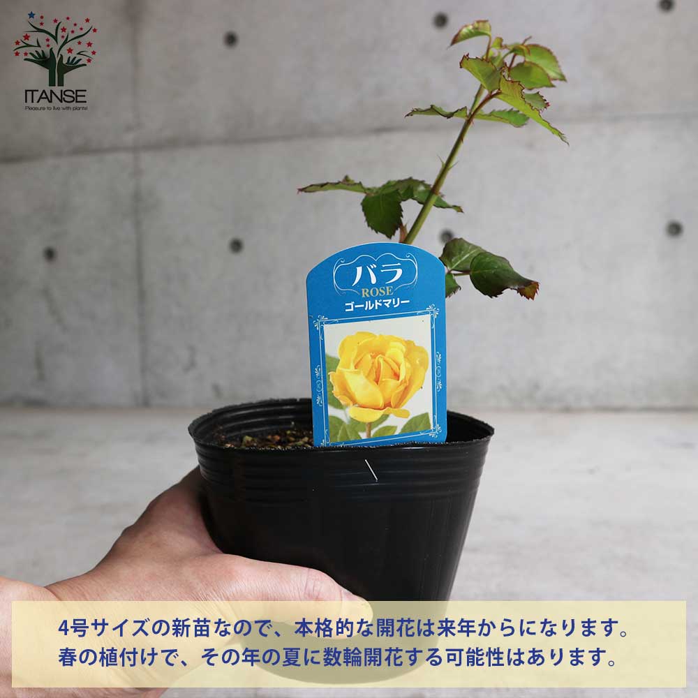 薔薇の苗 ゴールドマリー (四季咲きフロリバンダローズ)【花苗新苗4号