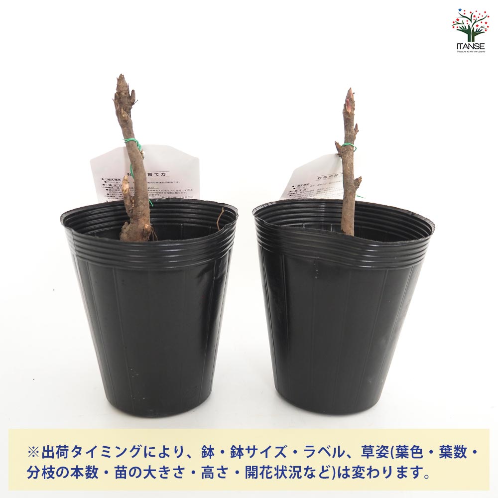 牡丹 黄冠 【花木苗 4.5号／1個売り】｜ 【植物のITANSE】全品