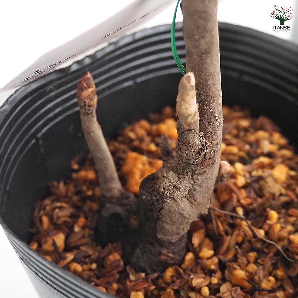 牡丹 黄冠 【花木苗 4.5号／1個売り】｜ 【植物のITANSE】全品