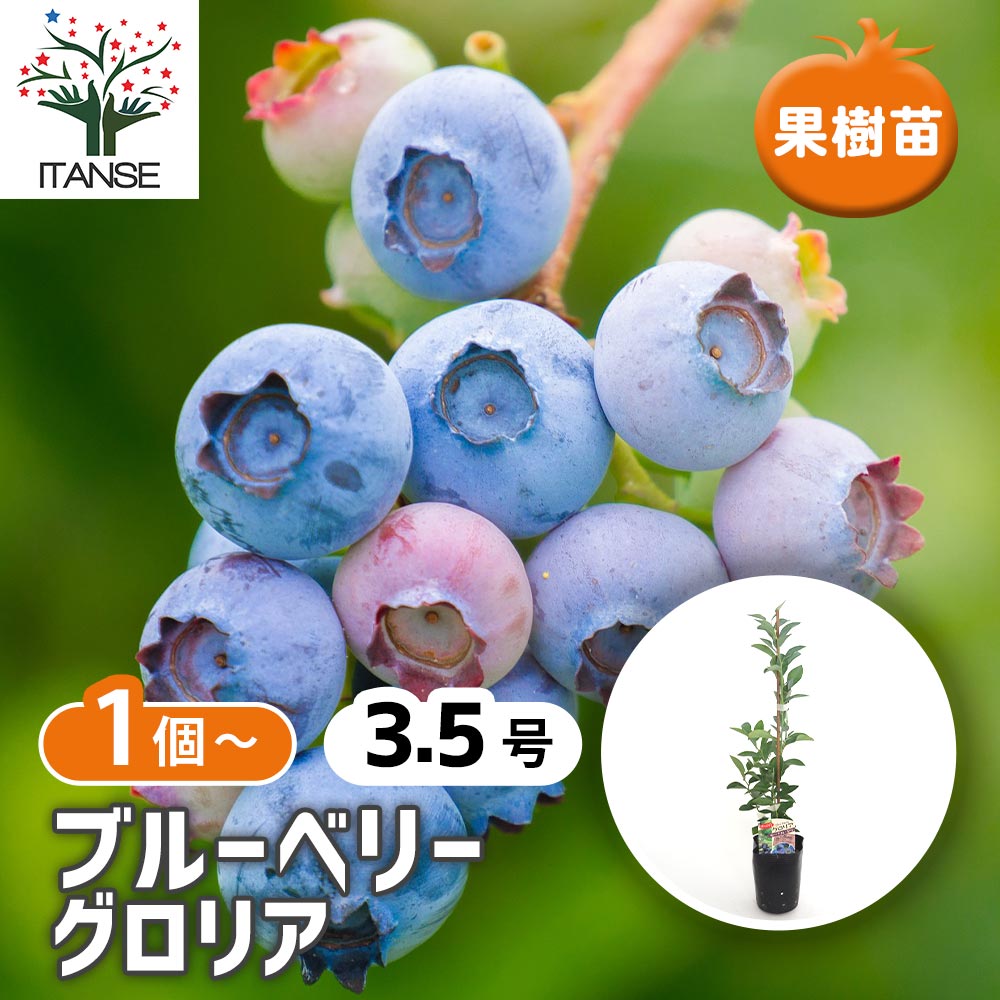 ブルーベリー グロリア 【果樹の苗 3.5号】｜ 【植物のITANSE