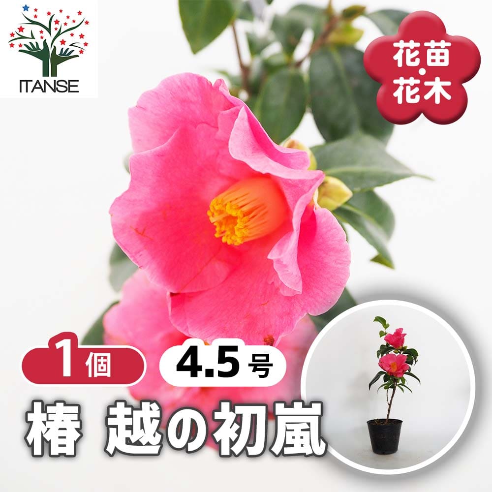 椿(ツバキ)の苗木 越の初嵐 【花木苗 4.5号／1個売り】｜ 【植物の