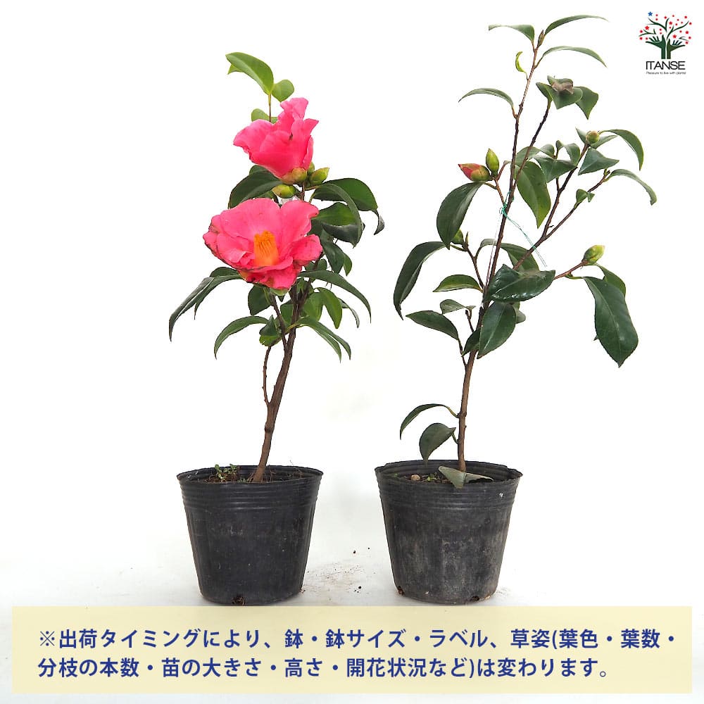 椿(ツバキ)の苗木 越の初嵐 【花木苗 4.5号／1個売り】｜ 【植物の