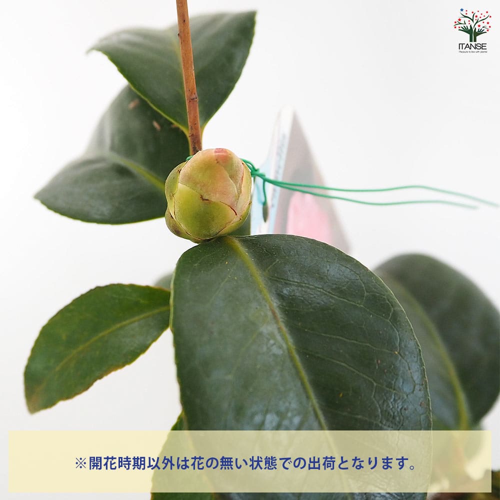 椿(ツバキ)の苗木 越の初嵐 【花木苗 4.5号／1個売り】｜ 【植物の