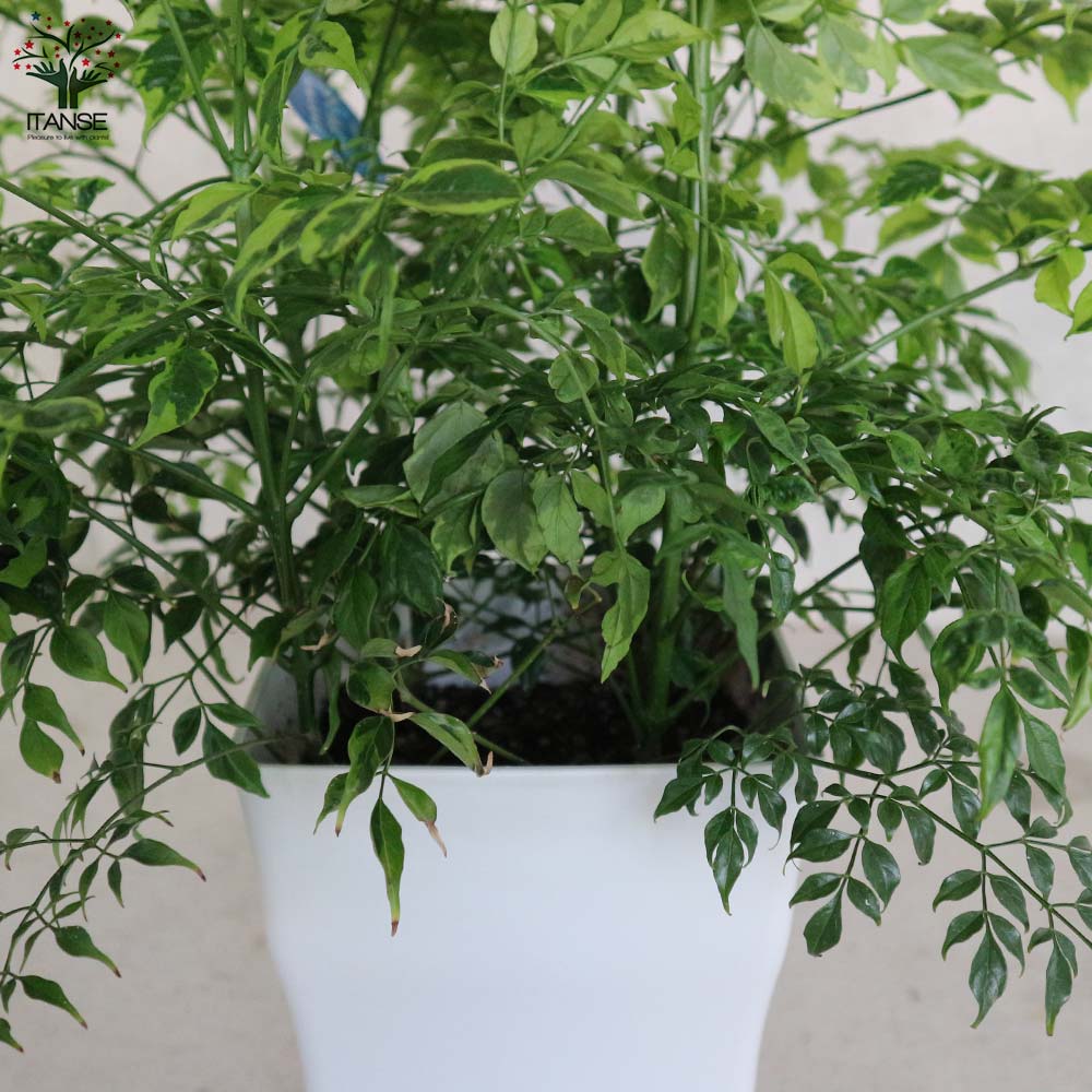 希少　ステレオスペルマム　白斑入り 希少 ステレオスペルマム 白斑入り 観葉植物 斑入り ステレオスペルマ