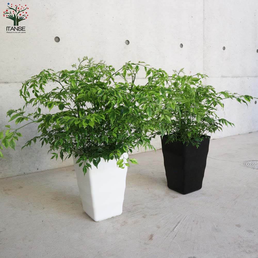 ステレオスペルマム カプリマ 斑入【観葉植物 6号角鉢／1個売り