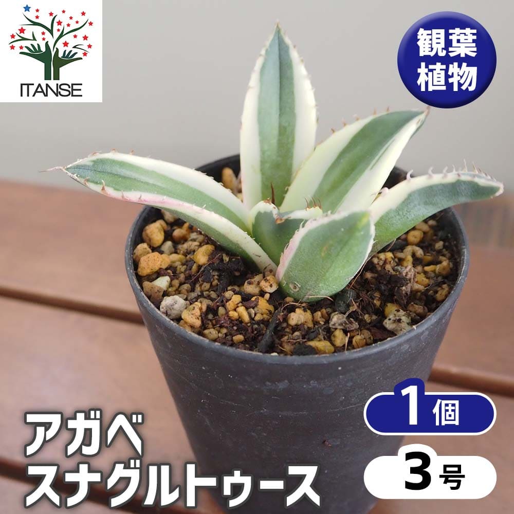 アガベ スナグルトゥース 【多肉植物 3号／1個売り】｜ 【植物の