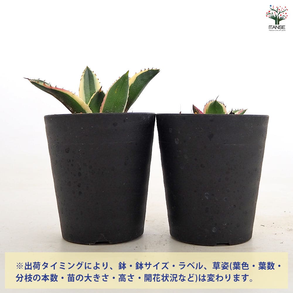 アガベ スナグルトゥース 【多肉植物 3号／1個売り】｜ 【植物の