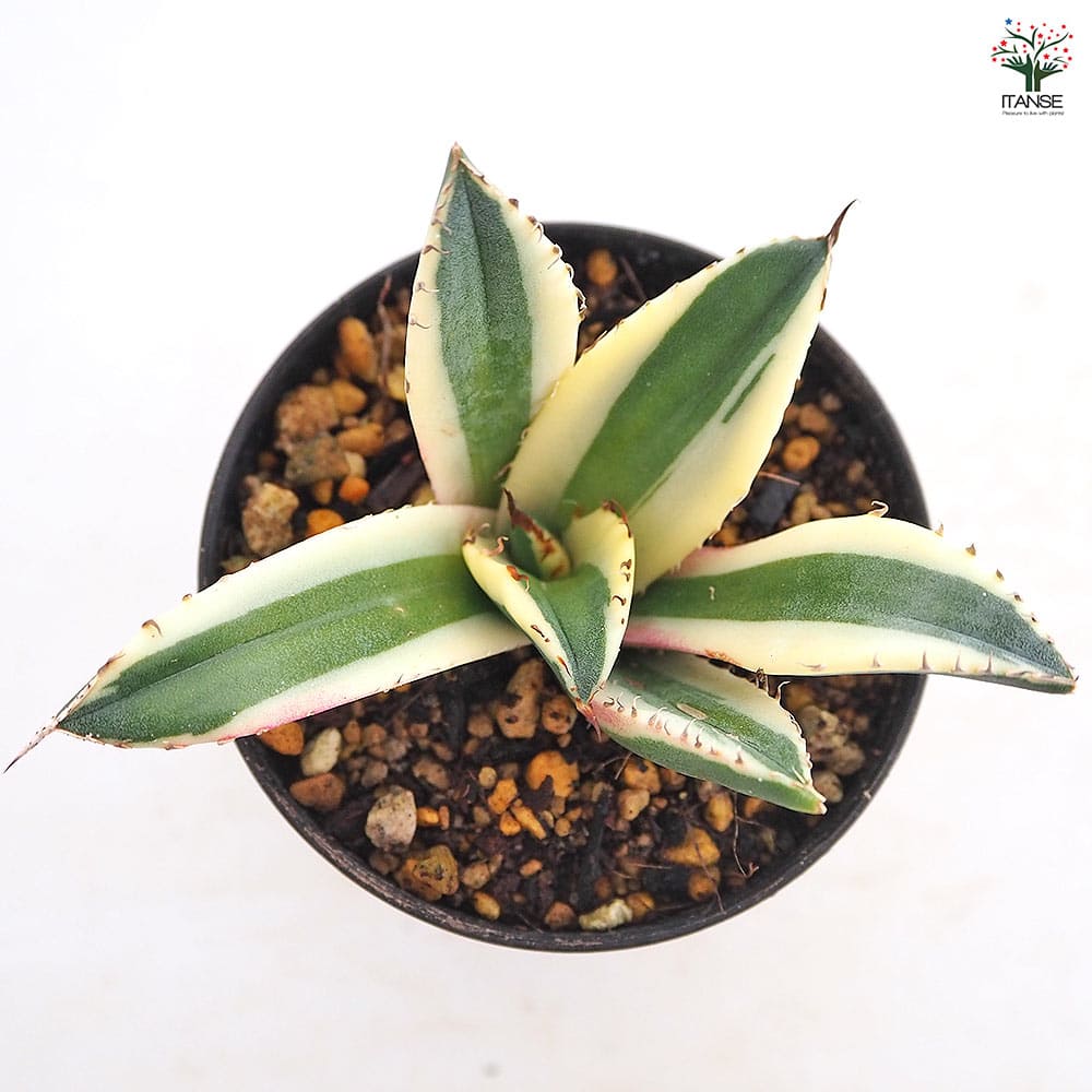アガベ スナグルトゥース 【多肉植物 3号／1個売り】｜ 【植物の