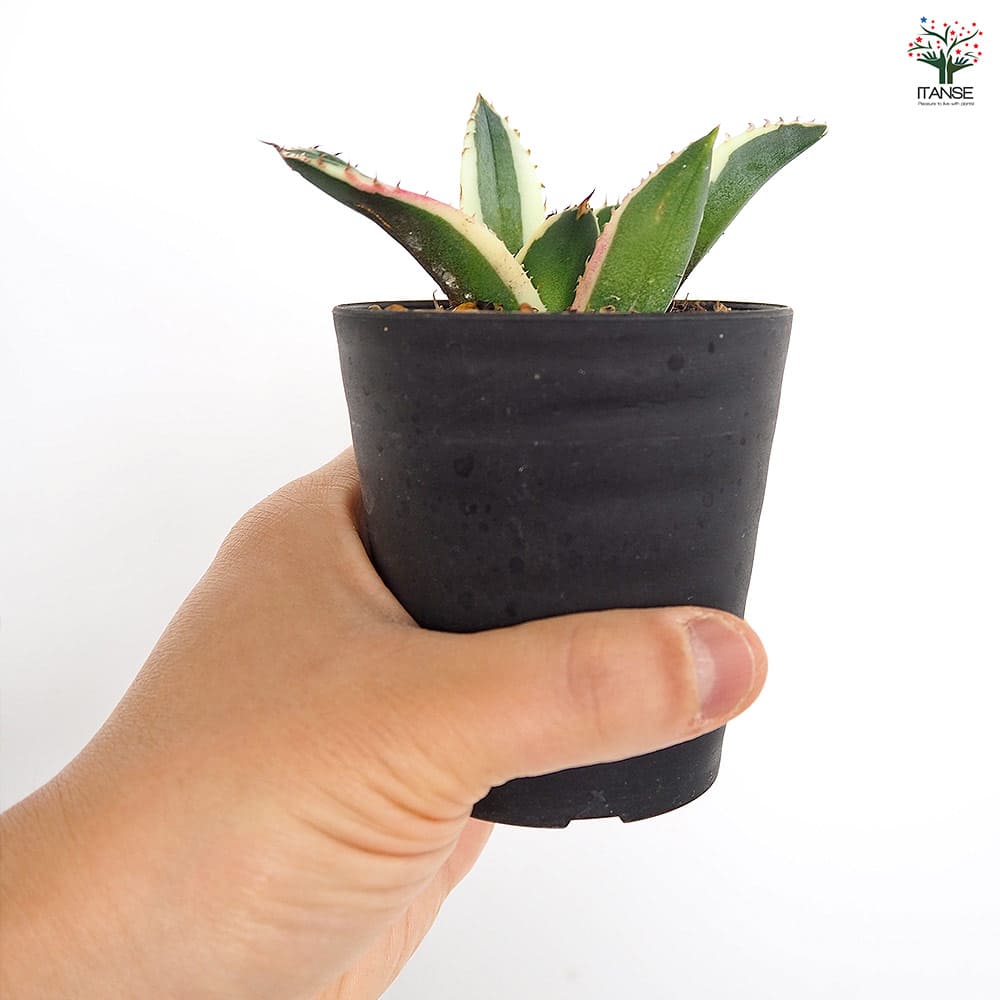 アガベ スナグルトゥース 【多肉植物 3号／1個売り】｜ 【植物の
