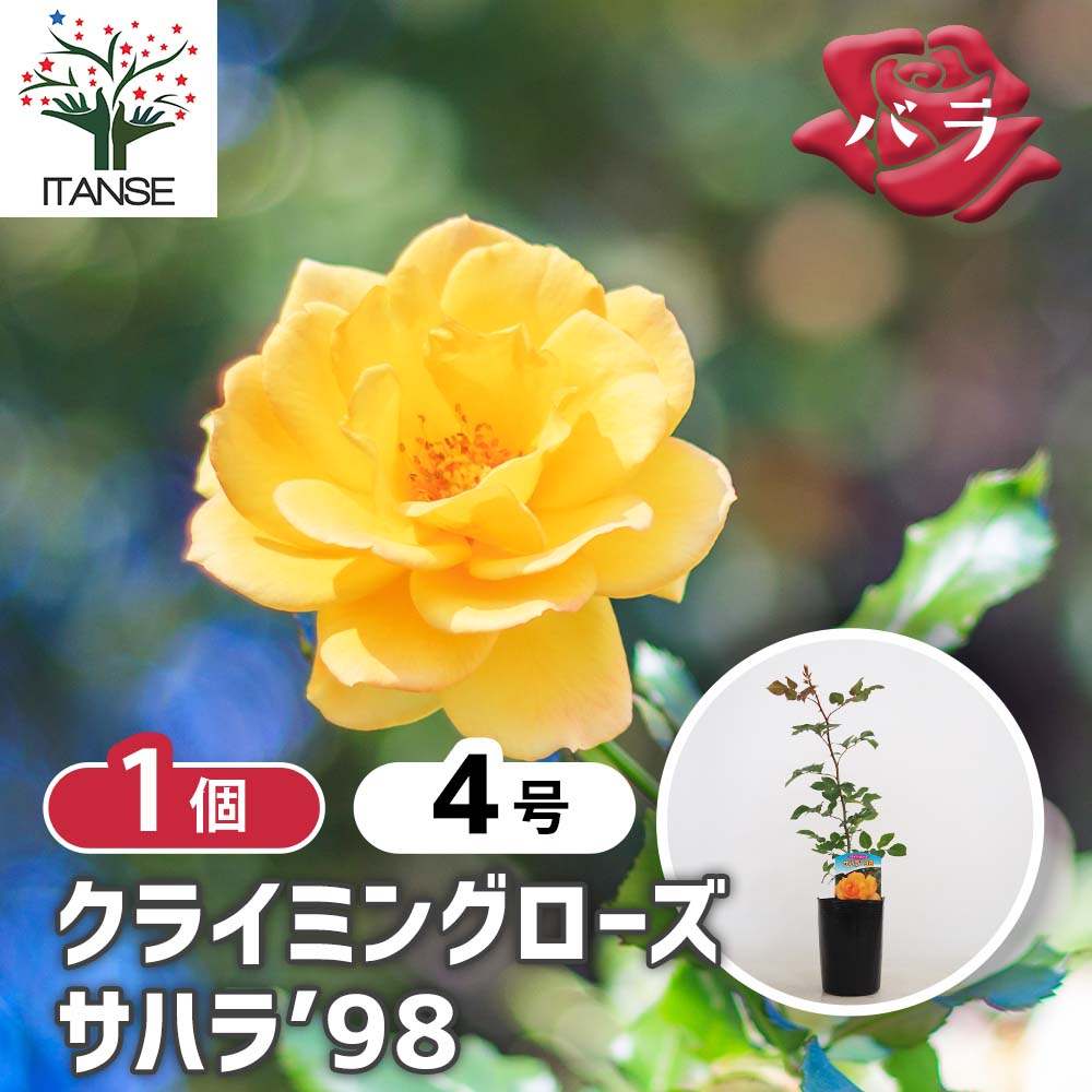つる薔薇 サハラ98 クライミングローズ 【花木苗 4号／1個売り