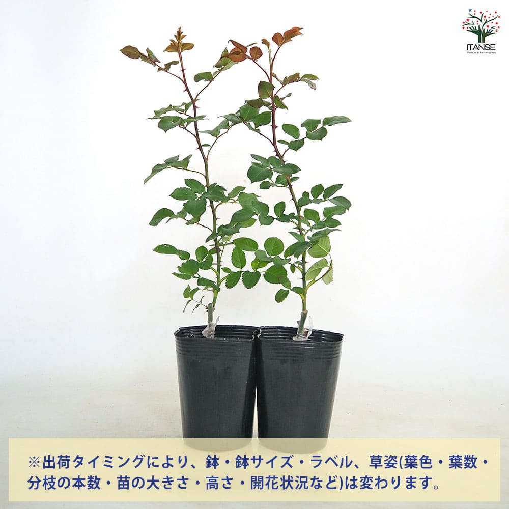 つる薔薇 サハラ98 クライミングローズ 【花木苗 4号／1個売り