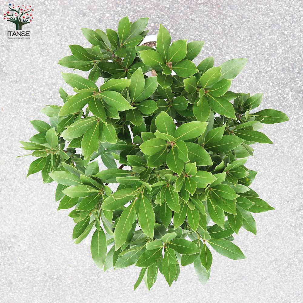 月桂樹(ゲッケイジュ)【ハーブの苗 スタンド仕立て 8号鉢大苗／1個売り