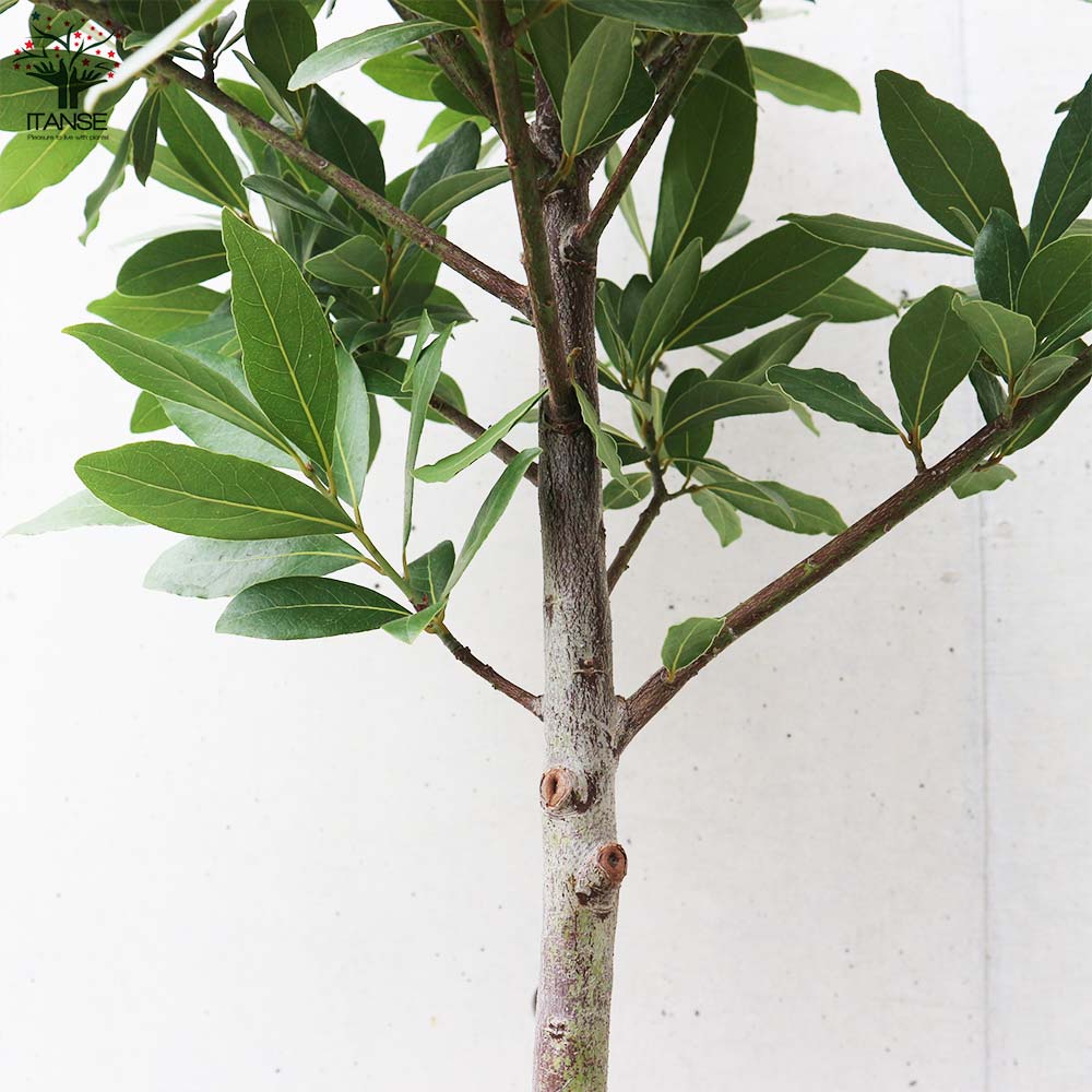 月桂樹(ゲッケイジュ)【ハーブの苗 スタンド仕立て 8号鉢大苗／1個売り